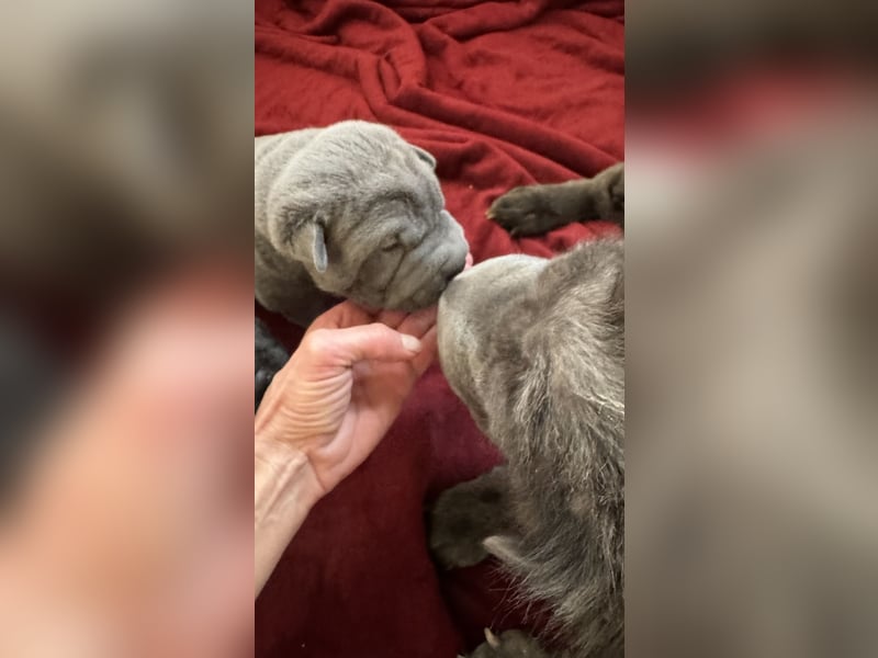 Shar Pei Welpen aus liebevoller Zuchtstätte