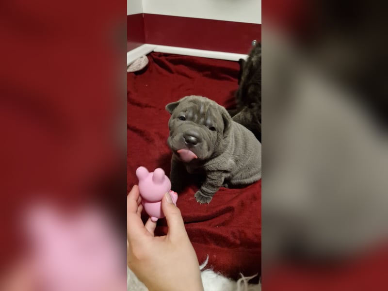 Shar Pei Welpen aus liebevoller Zuchtstätte