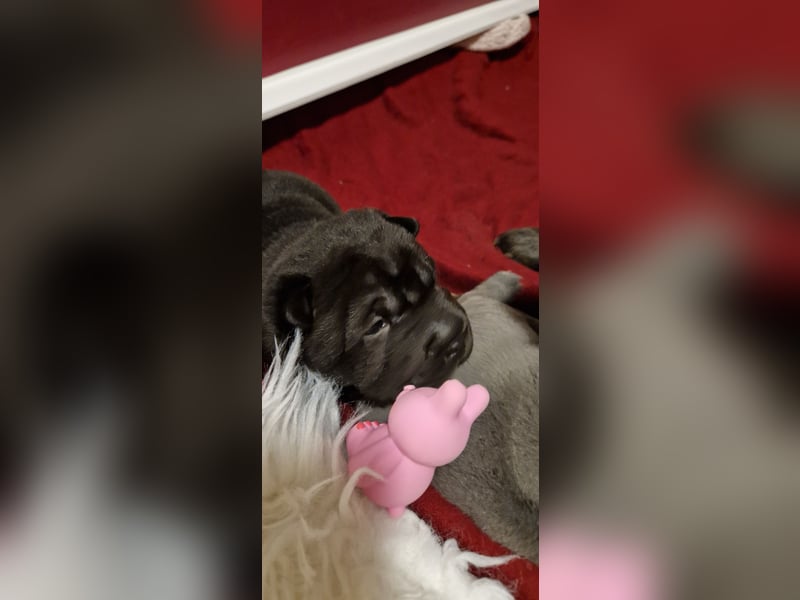 Shar Pei Welpen aus liebevoller Zuchtstätte
