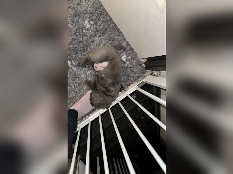 Shar Pei Welpen aus liebevoller Zuchtstätte