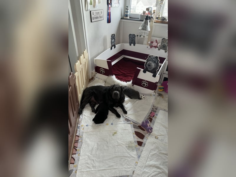 Shar Pei Welpen aus liebevoller Zuchtstätte
