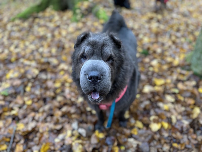 Shar Pei Welpen aus liebevoller Zuchtstätte