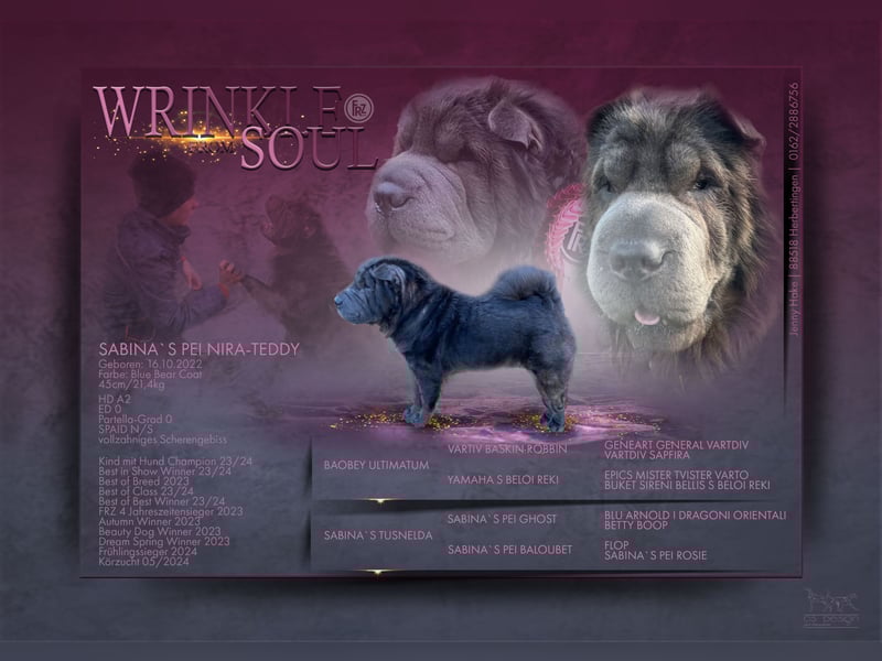 Shar Pei Welpen aus liebevoller Zuchtstätte