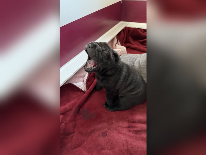 Shar Pei Welpen aus liebevoller Zuchtstätte
