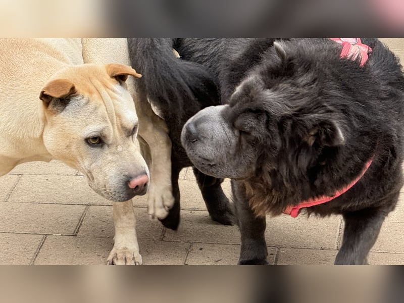 Shar Pei Welpen aus liebevoller Zuchtstätte