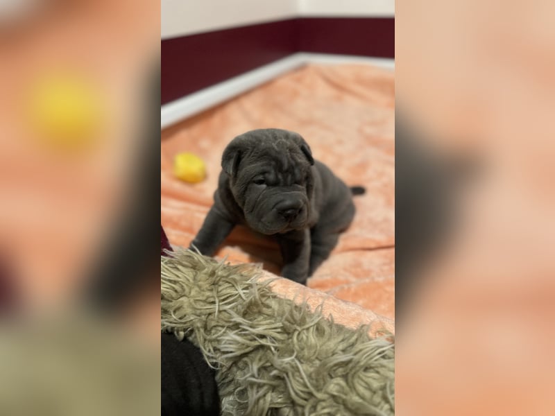 Shar Pei Welpen aus liebevoller Zuchtstätte