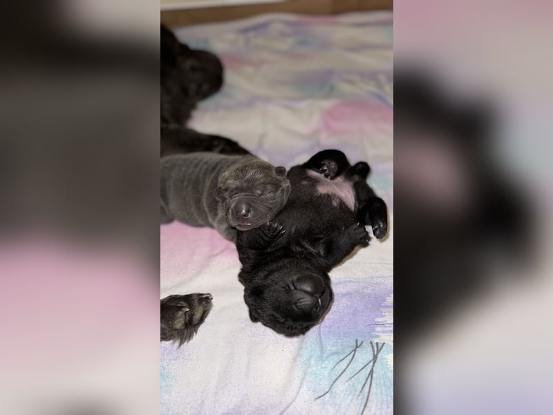 Shar Pei Welpen aus liebevoller Zuchtstätte