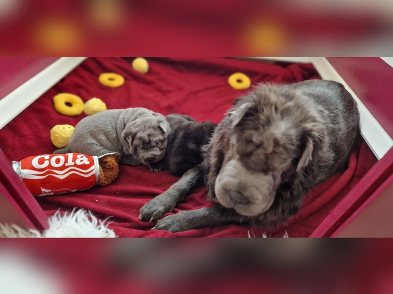 Shar Pei Welpen aus liebevoller Zuchtstätte