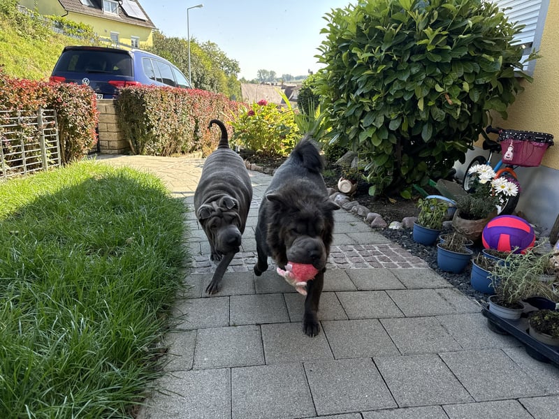 Shar Pei Welpen aus liebevoller Zuchtstätte