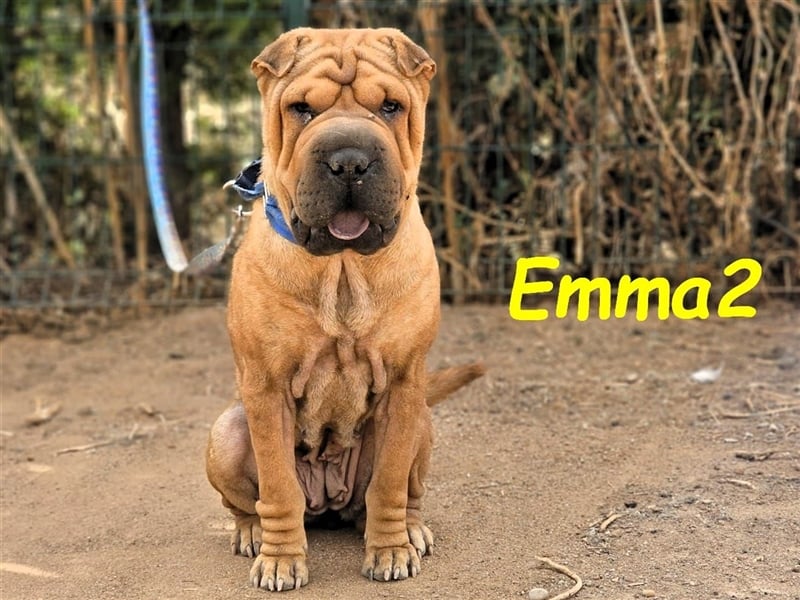 Emma2 11/2023 (ESP) - anhängliche, gehorsame und soziale Shar Pei Hündin!