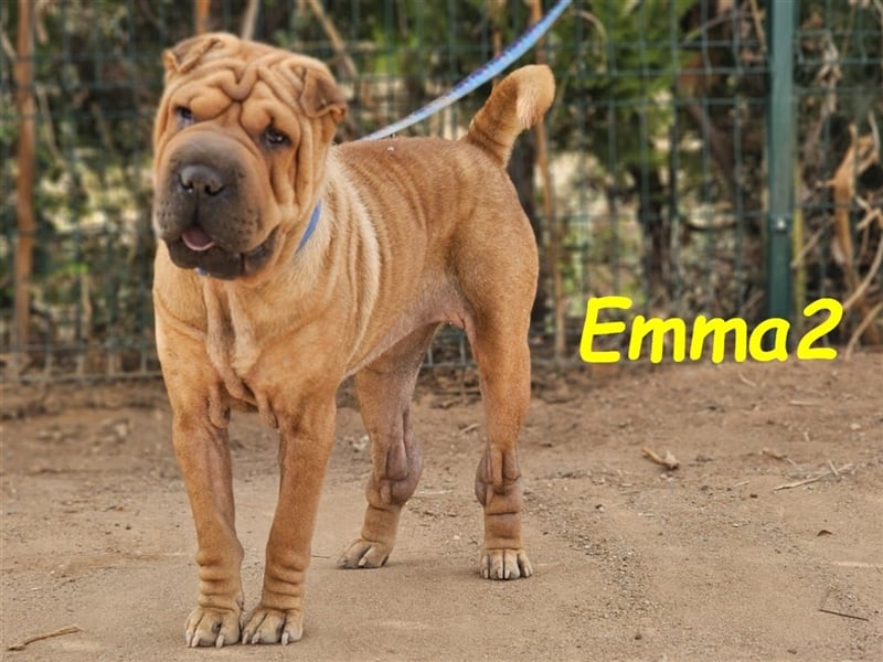 Emma2 11/2023 (ESP) - anhängliche, gehorsame und soziale Shar Pei Hündin!