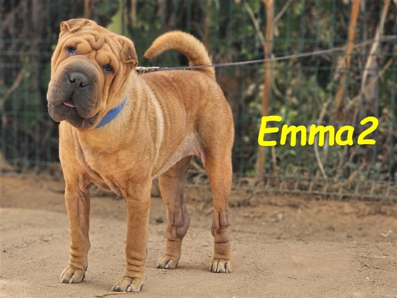 Emma2 11/2023 (ESP) - anhängliche, gehorsame und soziale Shar Pei Hündin!