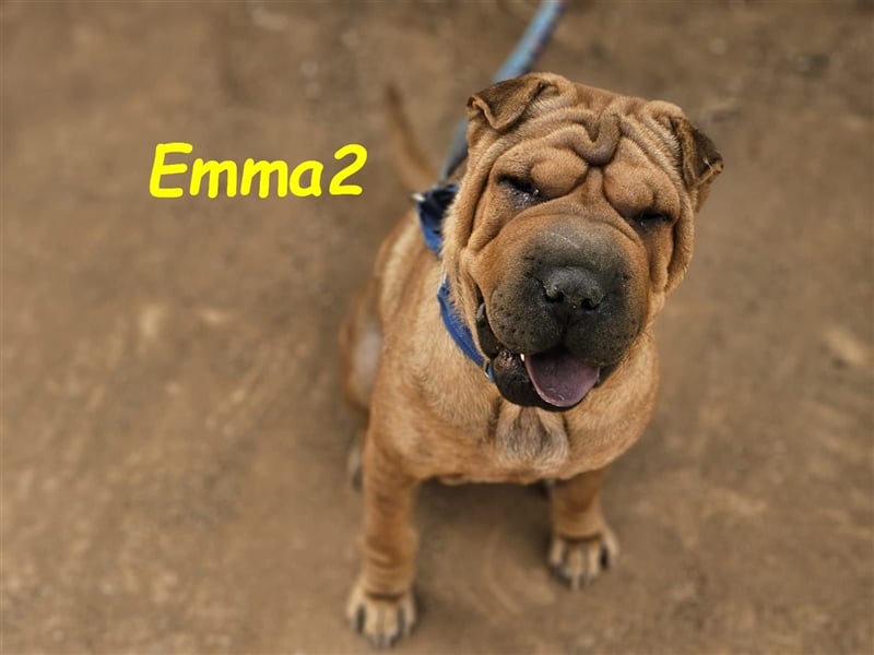 Emma2 11/2023 (ESP) - anhängliche, gehorsame und soziale Shar Pei Hündin!