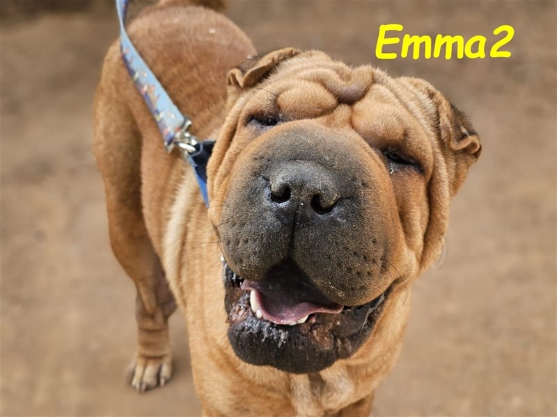 Emma2 11/2023 (ESP) - anhängliche, gehorsame und soziale Shar Pei Hündin!