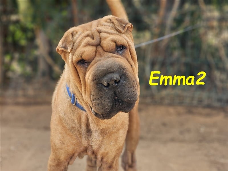 Emma2 11/2023 (ESP) - anhängliche, gehorsame und soziale Shar Pei Hündin!