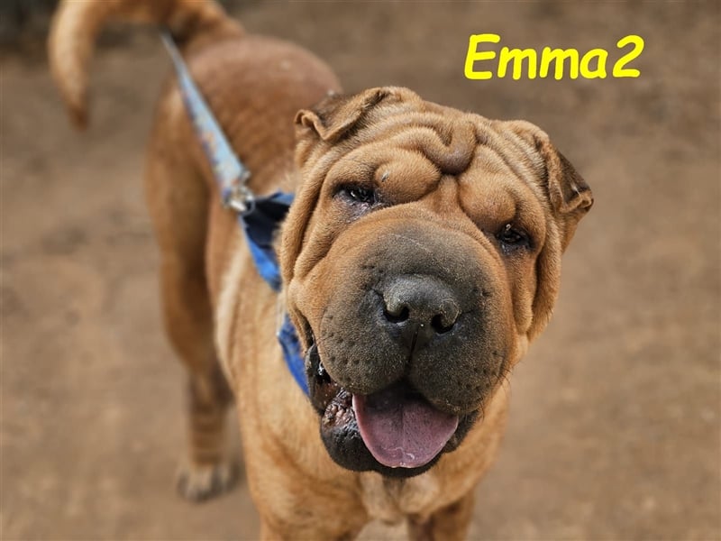 Emma2 11/2023 (ESP) - anhängliche, gehorsame und soziale Shar Pei Hündin!