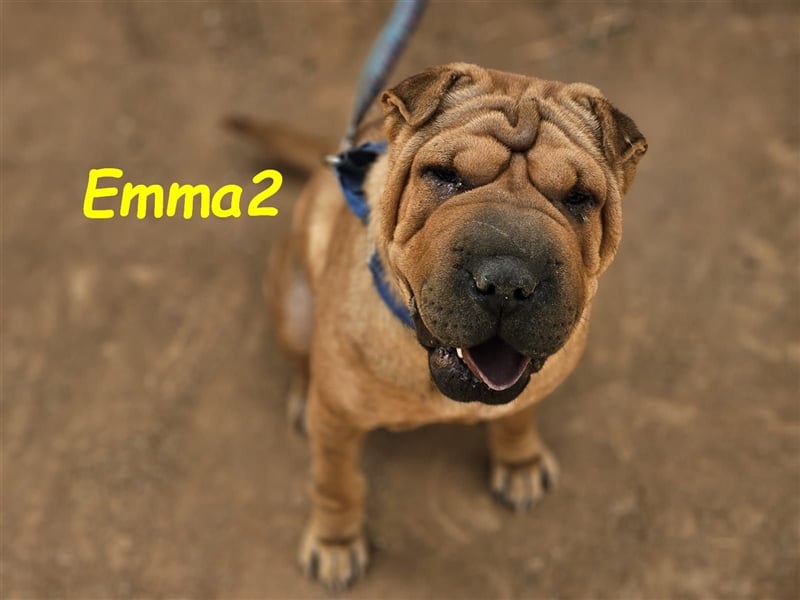 Emma2 11/2023 (ESP) - anhängliche, gehorsame und soziale Shar Pei Hündin!