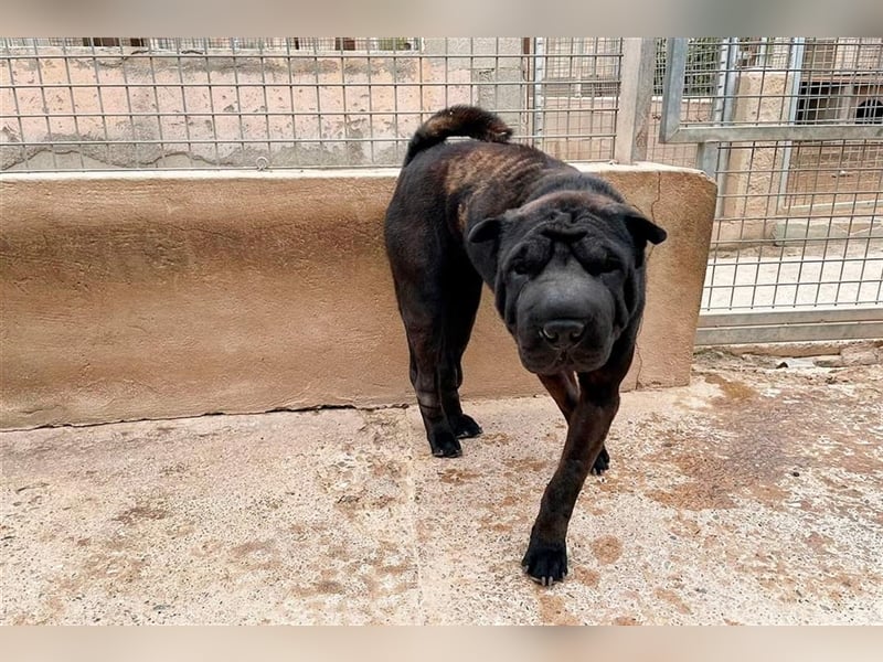 Pepa, Shar Pei Lady in Lackschwarz, liebevoll und ruhig