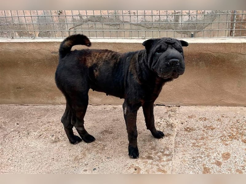 Pepa, Shar Pei Lady in Lackschwarz, liebevoll und ruhig