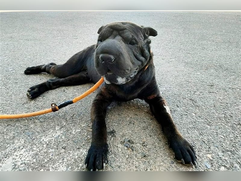 Pepa, Shar Pei Lady in Lackschwarz, liebevoll und ruhig