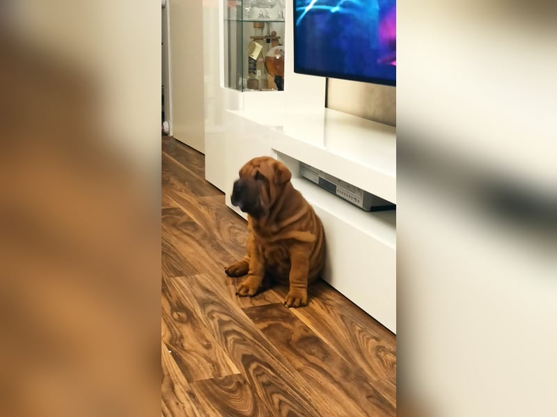 Shar Pei