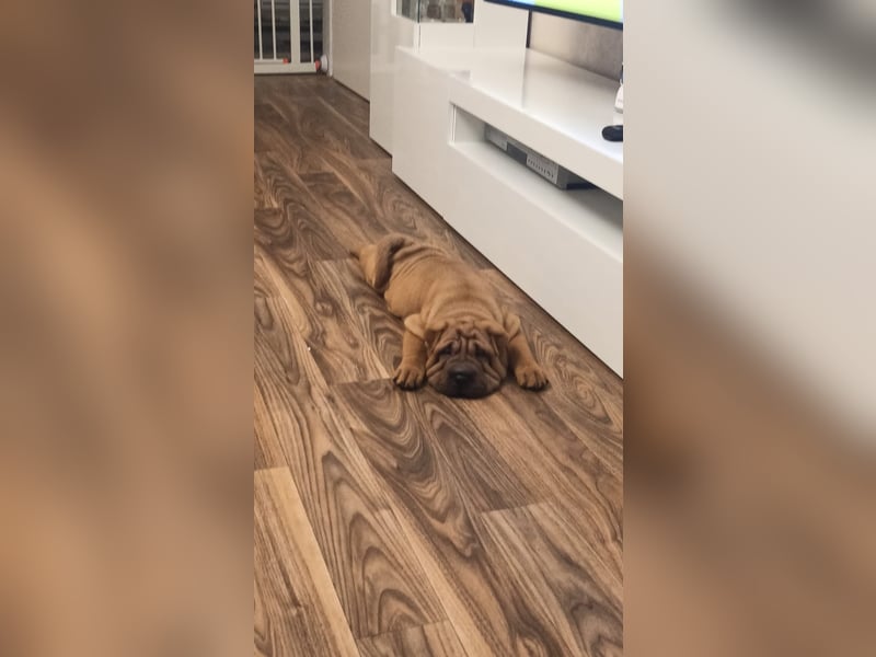 Shar Pei