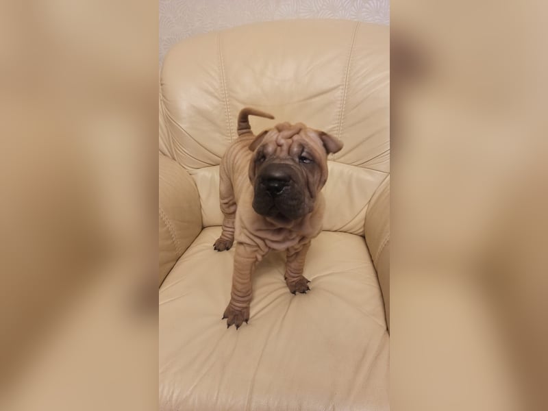 Shar Pei