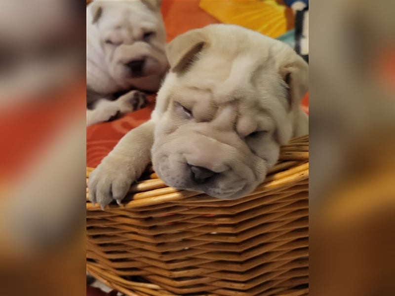 Shar Pei Welpen abzugeben