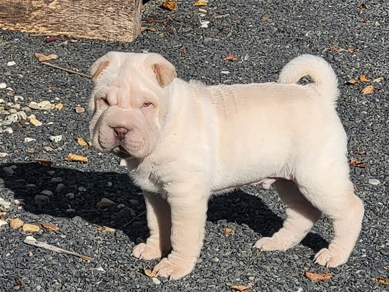 Shar Pei Welpen abzugeben