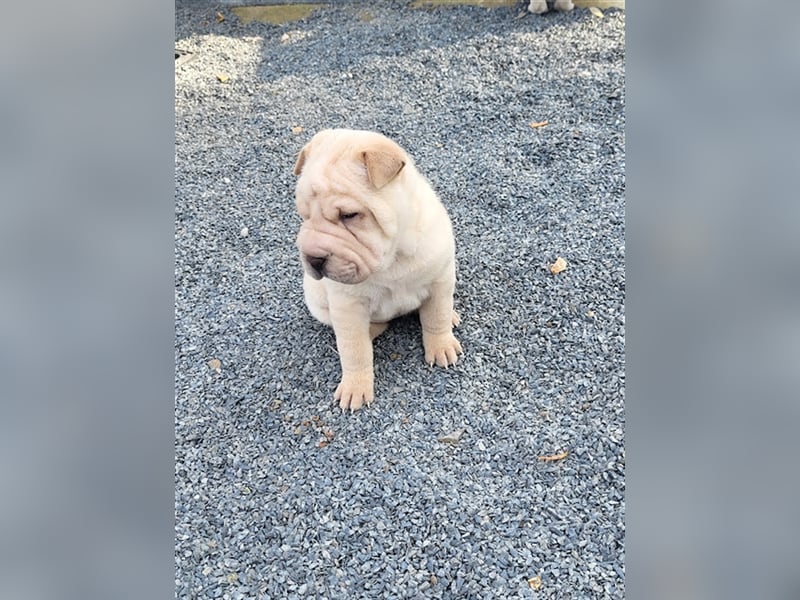 Shar Pei Welpen abzugeben