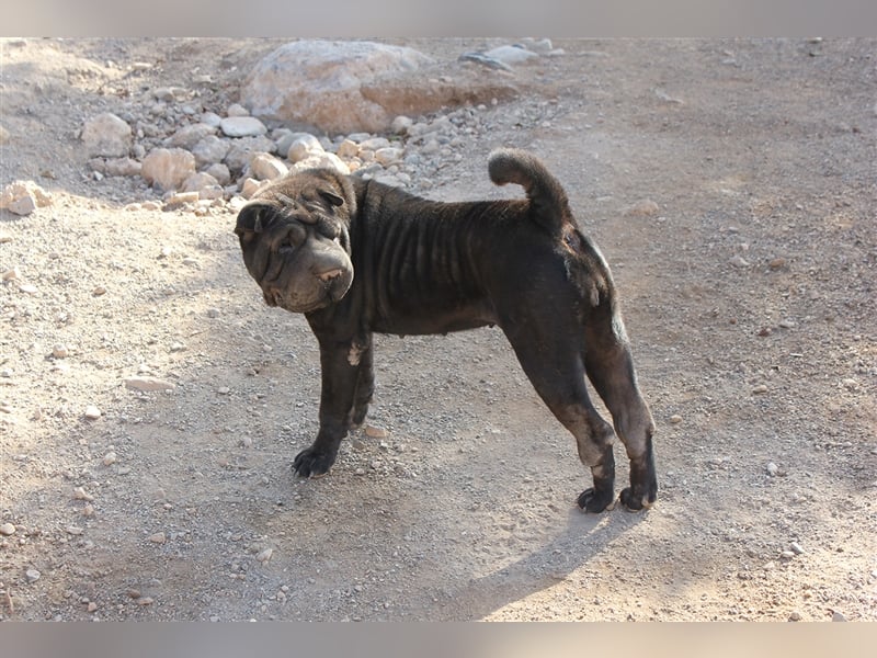 Pepa - Hündin in Spanien