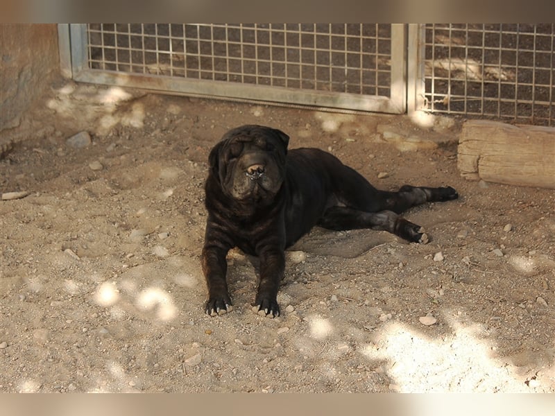 Pepa - Hündin in Spanien