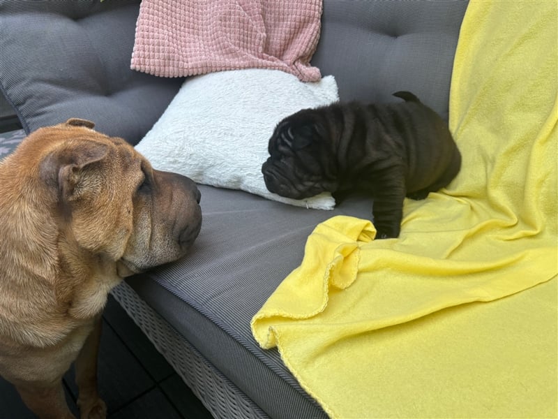 DAS HAUS MIT SHAR-PEI WELPEN - Rassehunde FCI-Profesionelle Zucht