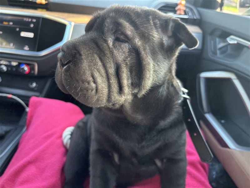 DAS HAUS MIT SHAR-PEI WELPEN - Rassehunde FCI-Profesionelle Zucht