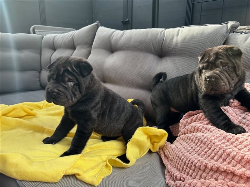 DAS HAUS MIT SHAR-PEI WELPEN - Rassehunde FCI-Profesionelle Zucht