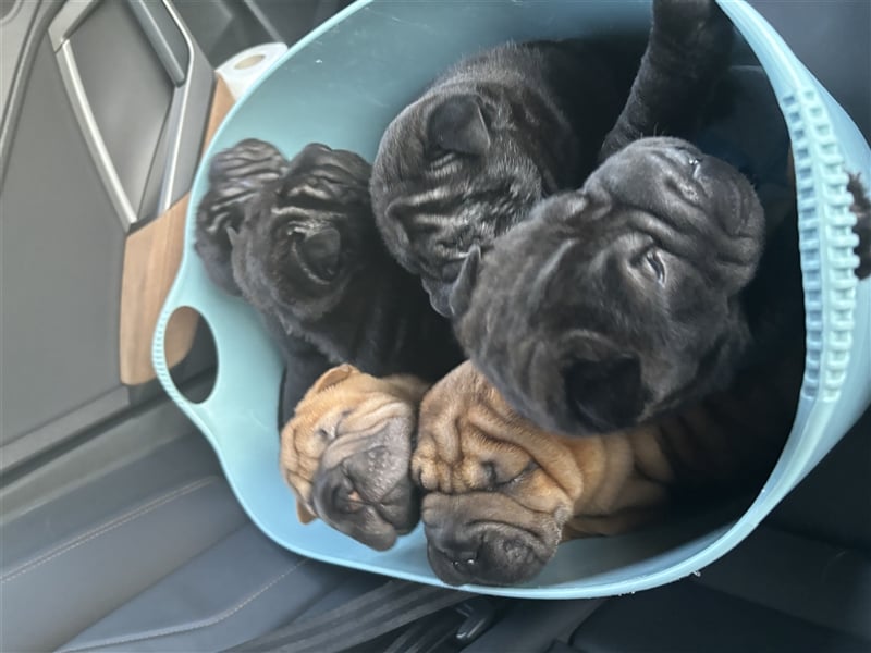 DAS HAUS MIT SHAR-PEI WELPEN - Rassehunde FCI-Profesionelle Zucht