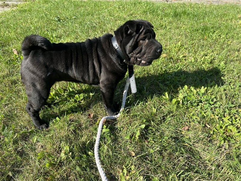 DAS HAUS MIT SHAR-PEI WELPEN - Rassehunde FCI-Profesionelle Zucht