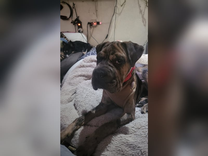 Shar Pei Bulldoggen Mix