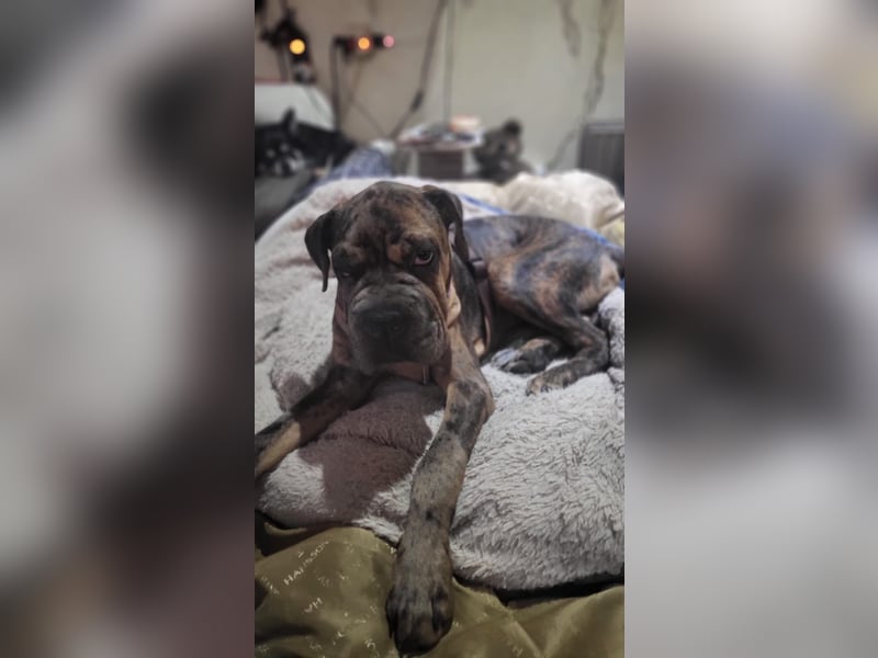 Shar Pei Bulldoggen Mix
