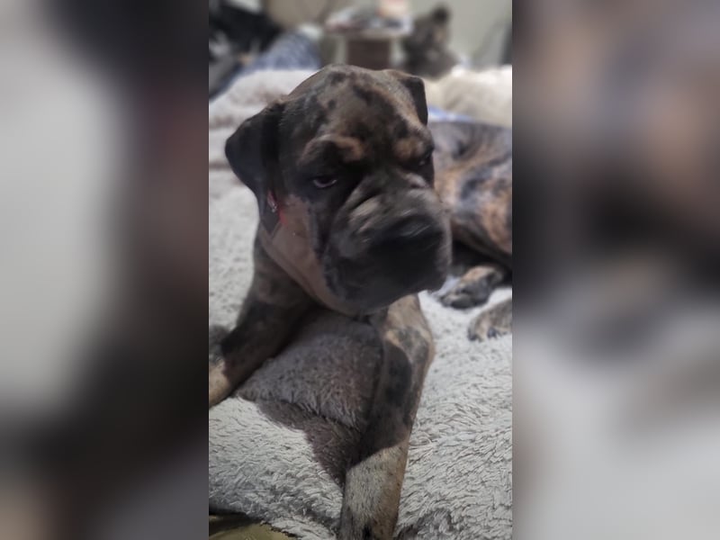 Shar Pei Bulldoggen Mix