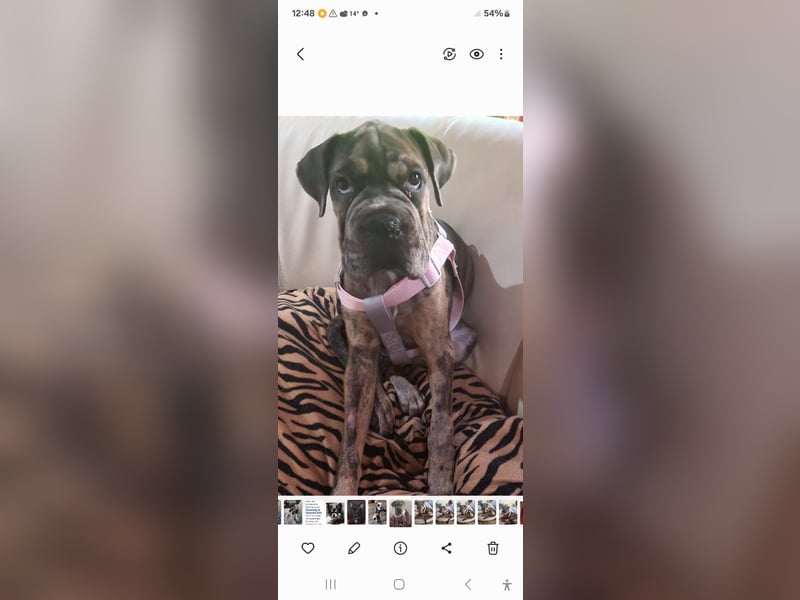 Shar Pei Bulldoggen Mix