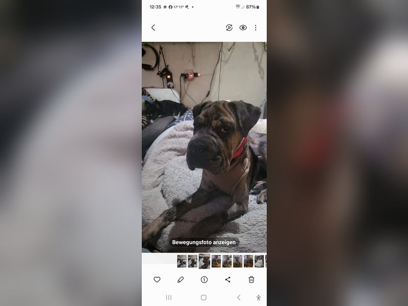 Shar Pei Bulldoggen Mix