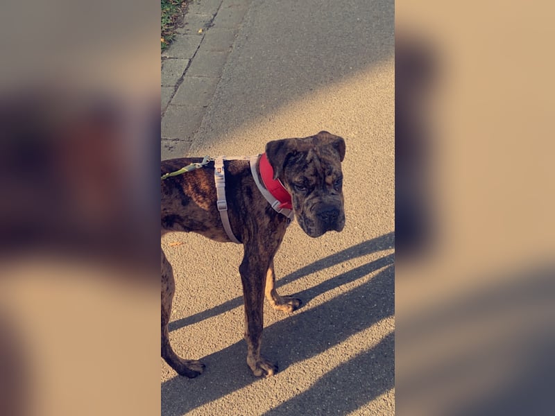 Shar Pei Bulldoggen Mix