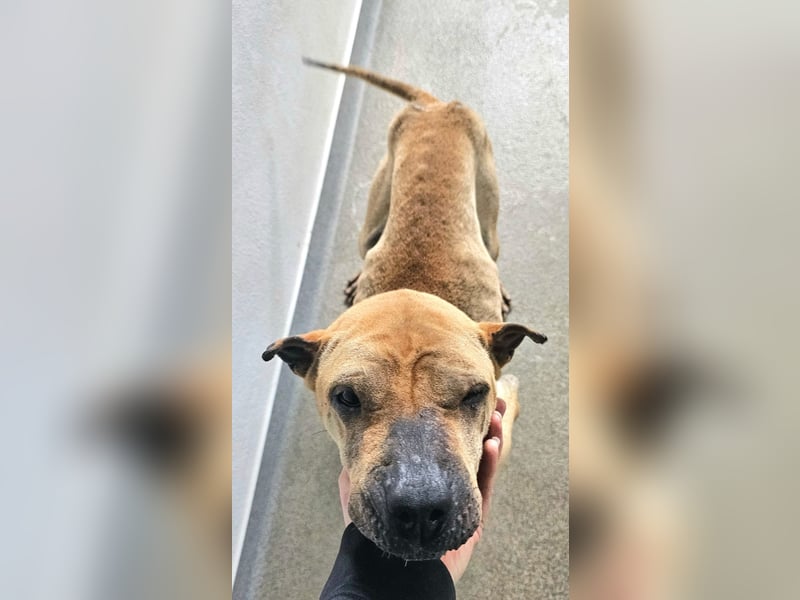 Süße Shar-Pei Dame auf der Suche nach ihrem Für-Immer-Zuhause