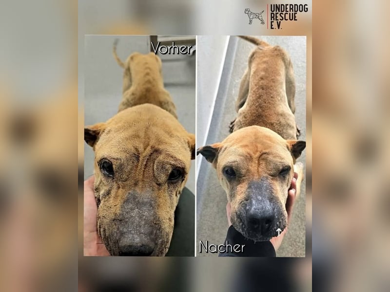 Süße Shar-Pei Dame auf der Suche nach ihrem Für-Immer-Zuhause