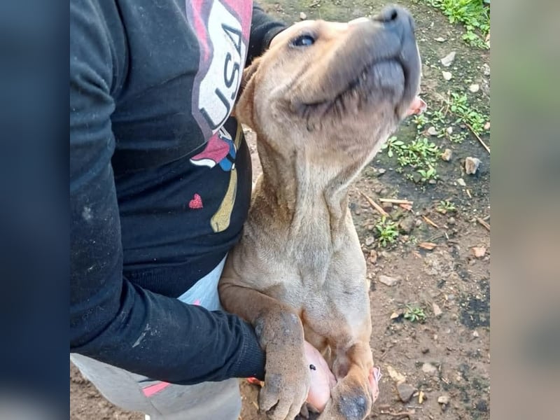 Süße Shar-Pei Dame auf der Suche nach ihrem Für-Immer-Zuhause