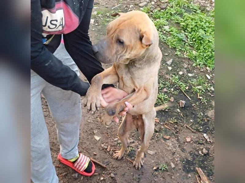 Süße Shar-Pei Dame auf der Suche nach ihrem Für-Immer-Zuhause