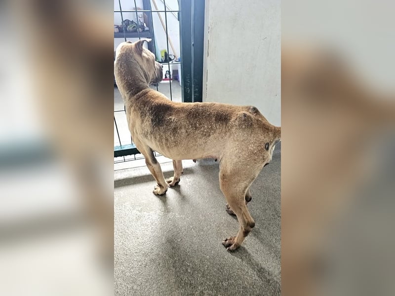 Süße Shar-Pei Dame auf der Suche nach ihrem Für-Immer-Zuhause