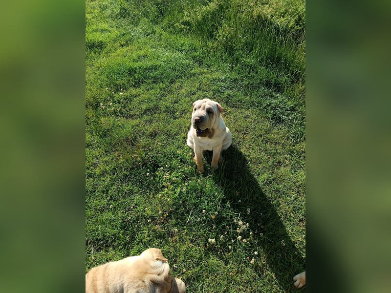 Shar-Pei Welpen sind geboren