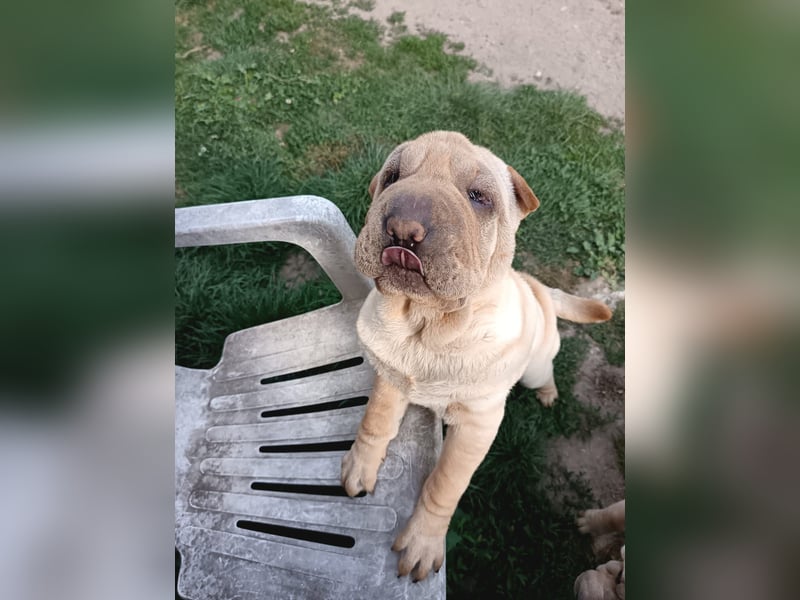 Shar-Pei Welpen sind geboren